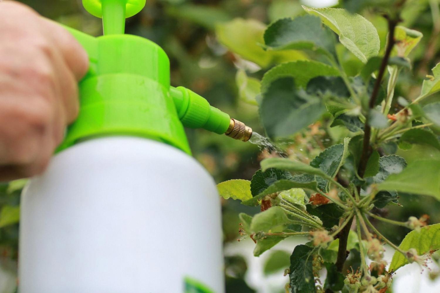 Gardener spraying a pest control solution on green leaves outside a Dubai villa